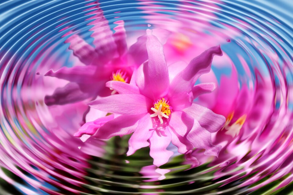 Wave weihnachtskaktus schlumbergera