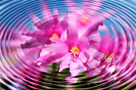 Wave weihnachtskaktus schlumbergera