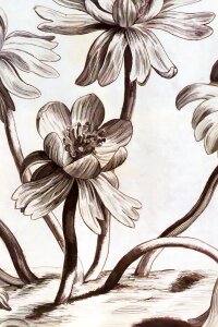 Plant drawing vintage