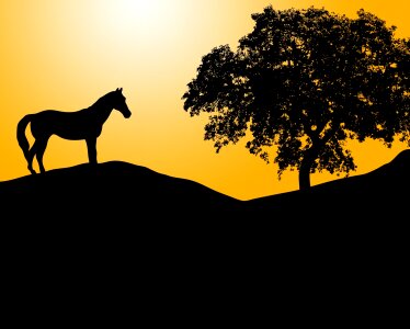 Equine black silhouette