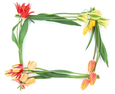 Tulip flowers Free illustrations