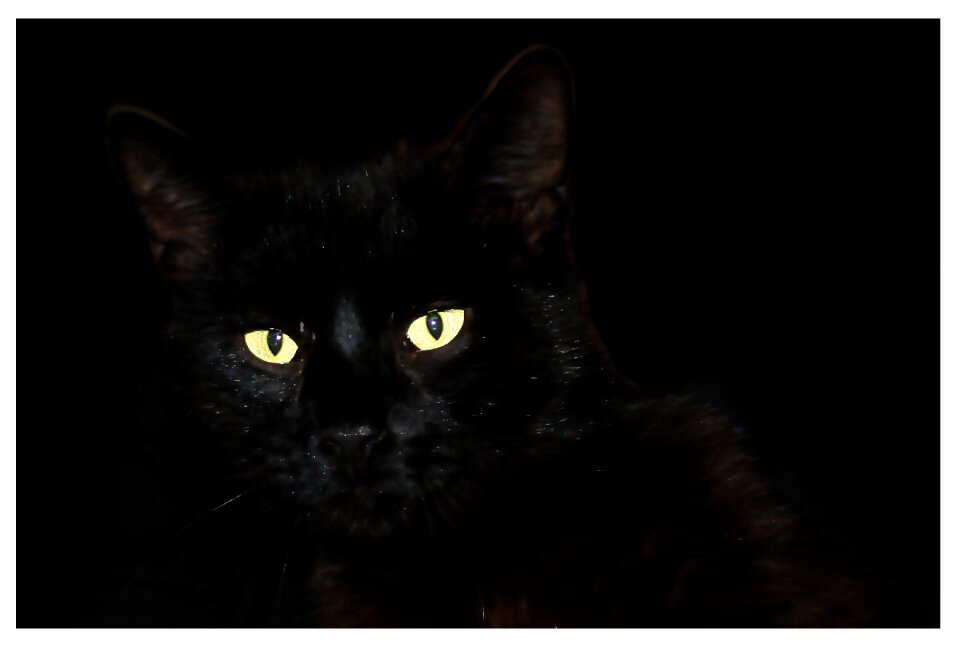 Black cat pet Free illustrations