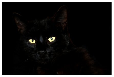 Black cat pet Free illustrations