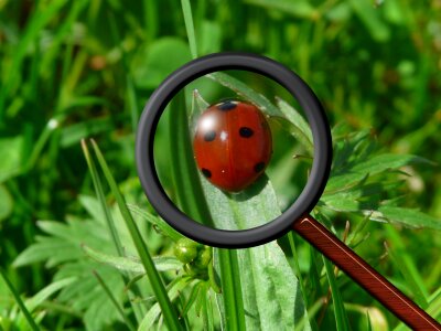 Red points lucky charm