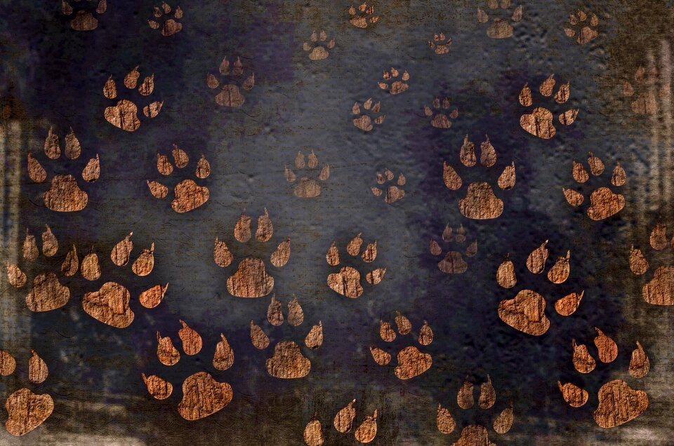 Pet cat walk