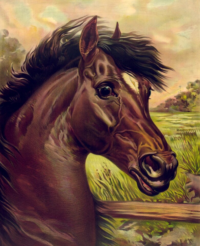 Horse animal mammal