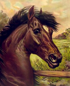 Horse animal mammal