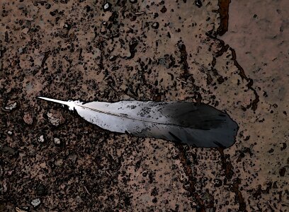 Bird nature Free illustrations