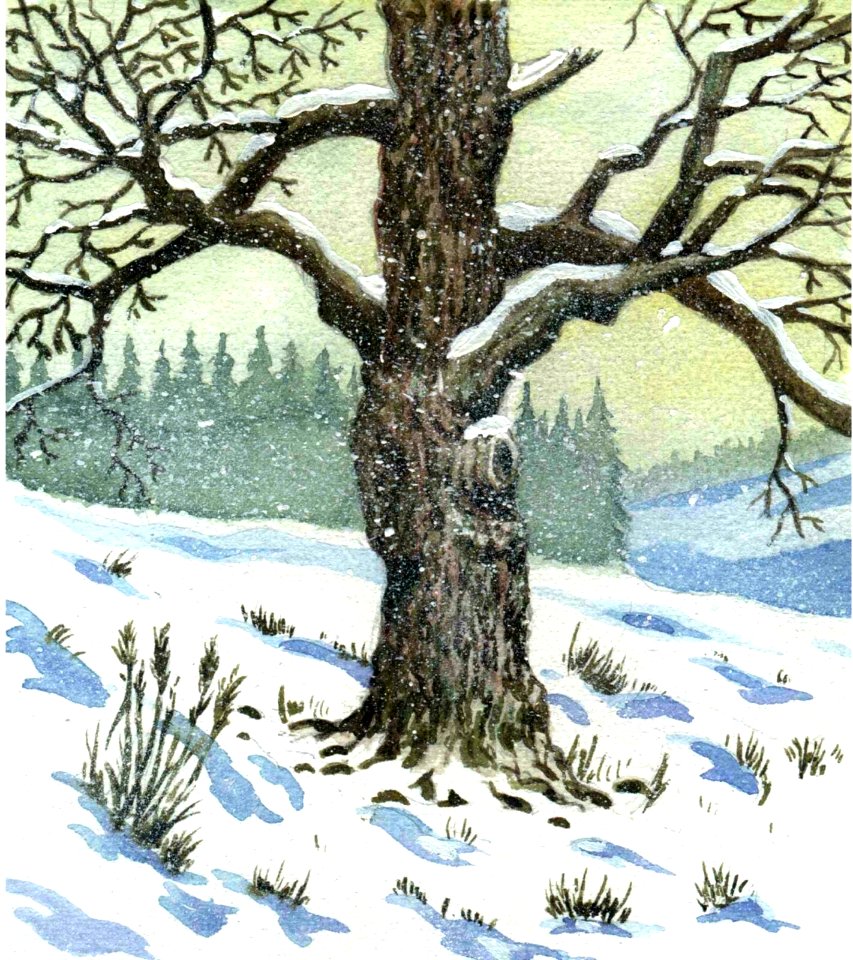 Wintry snow Free illustrations
