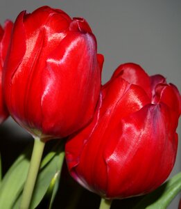 Floral shiny blossoms