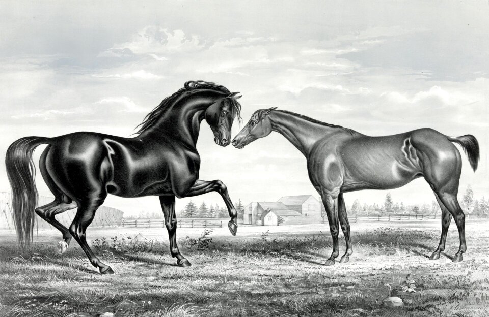 Mare trotting horse horses