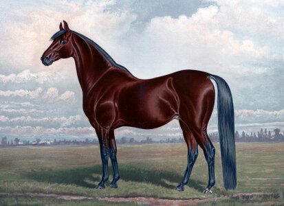 Racehorse chestnut horse equine