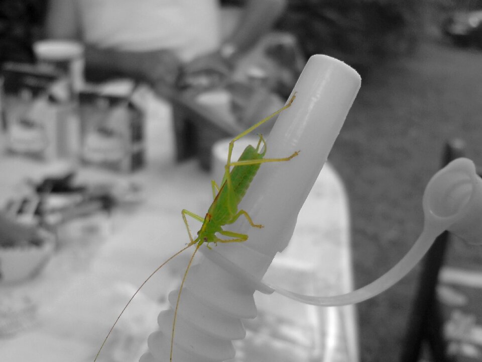 Insect close up Free illustrations