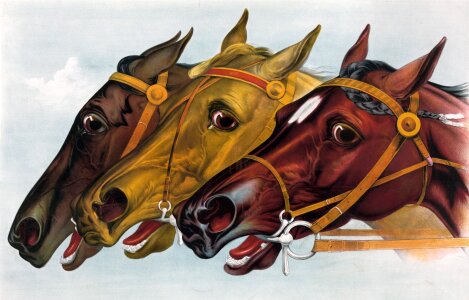 Racehorses neck neck portrait