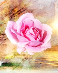 Flower pink beauty