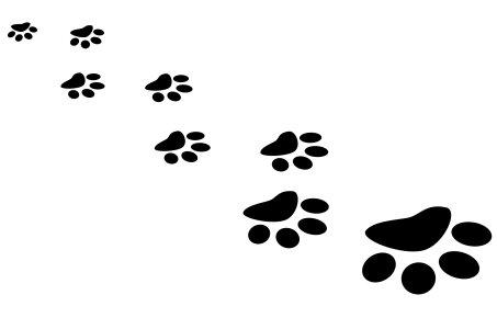 Footprint bear foot