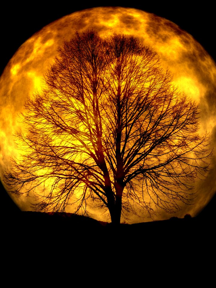 Silhouette background night