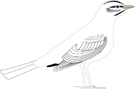 Drawing animals graphic
