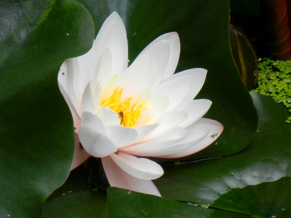 White aquatic plant Free illustrations