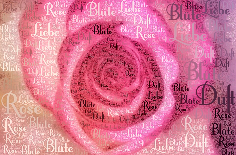 Fragrance red rose rose bloom