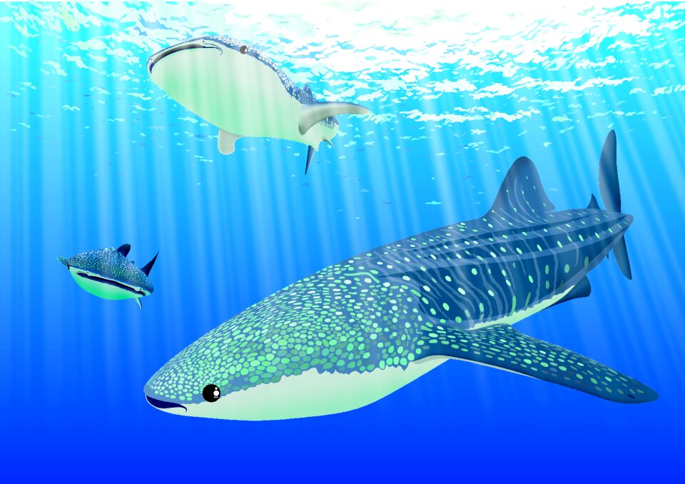 Animal whale sharks ocean