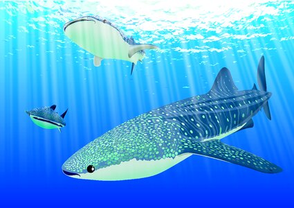 Animal whale sharks ocean