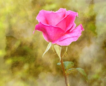 Bloom pink greeting card