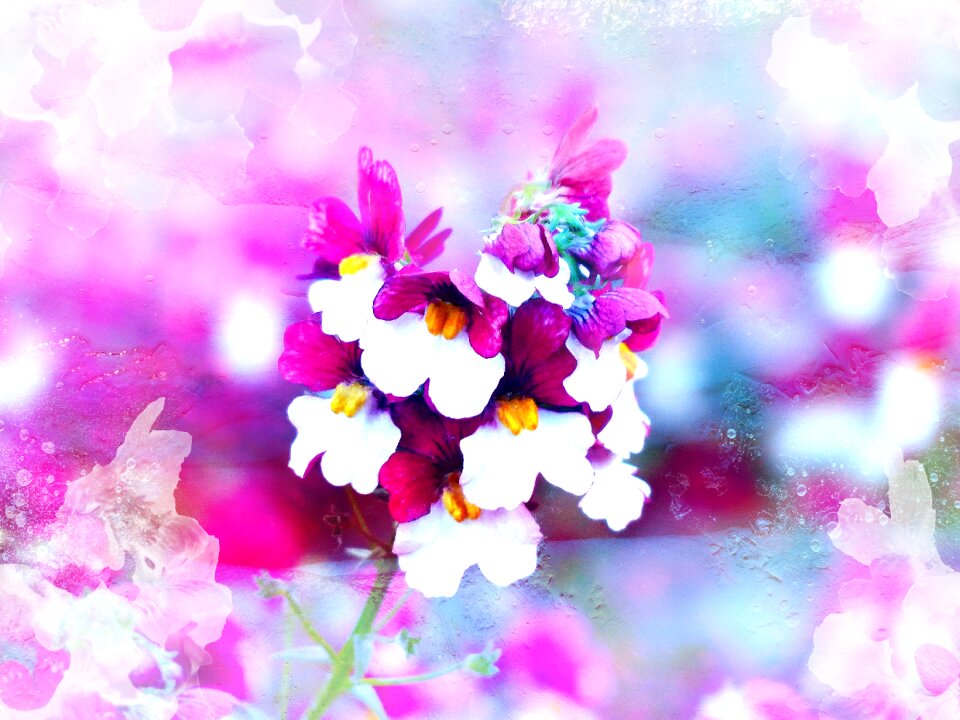 Blossom bloom elf mirror