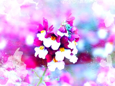 Blossom bloom elf mirror