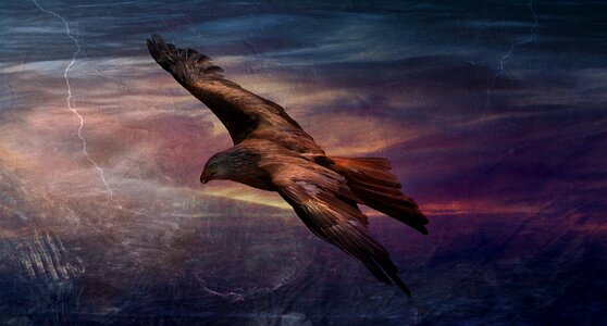 Bird of prey flying animal