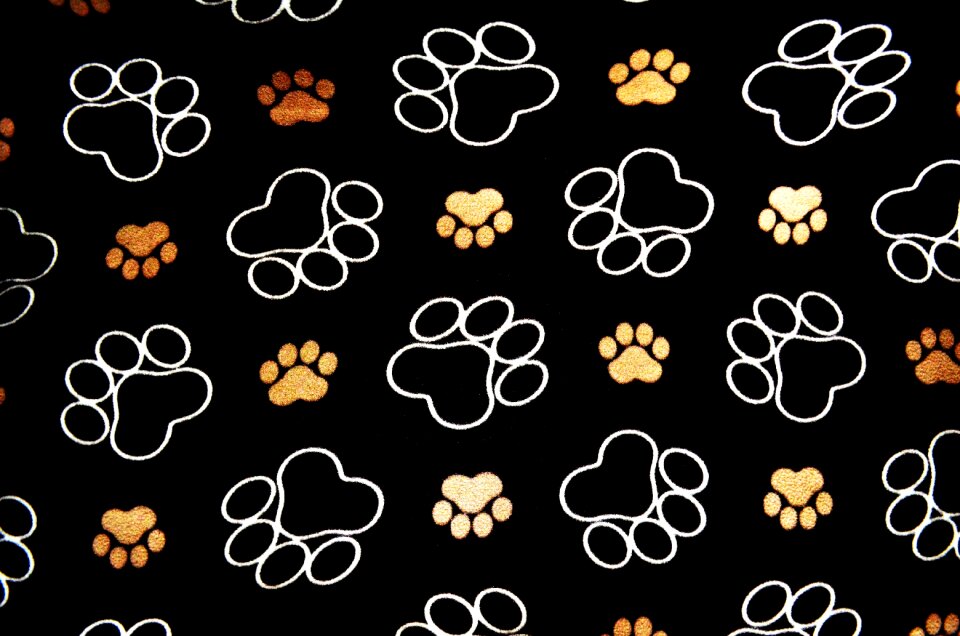 Background pet puppy