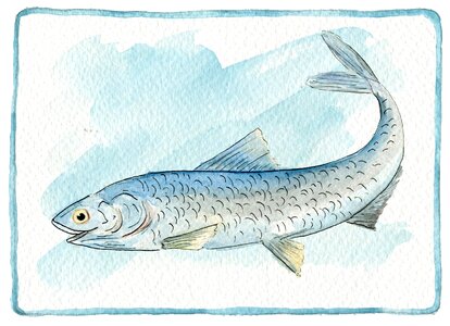 Blue water animal animal