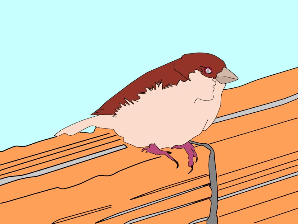 Sparrow illustration Free illustrations