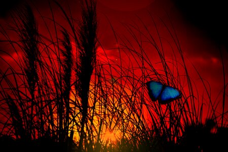 Grass growth Free illustrations