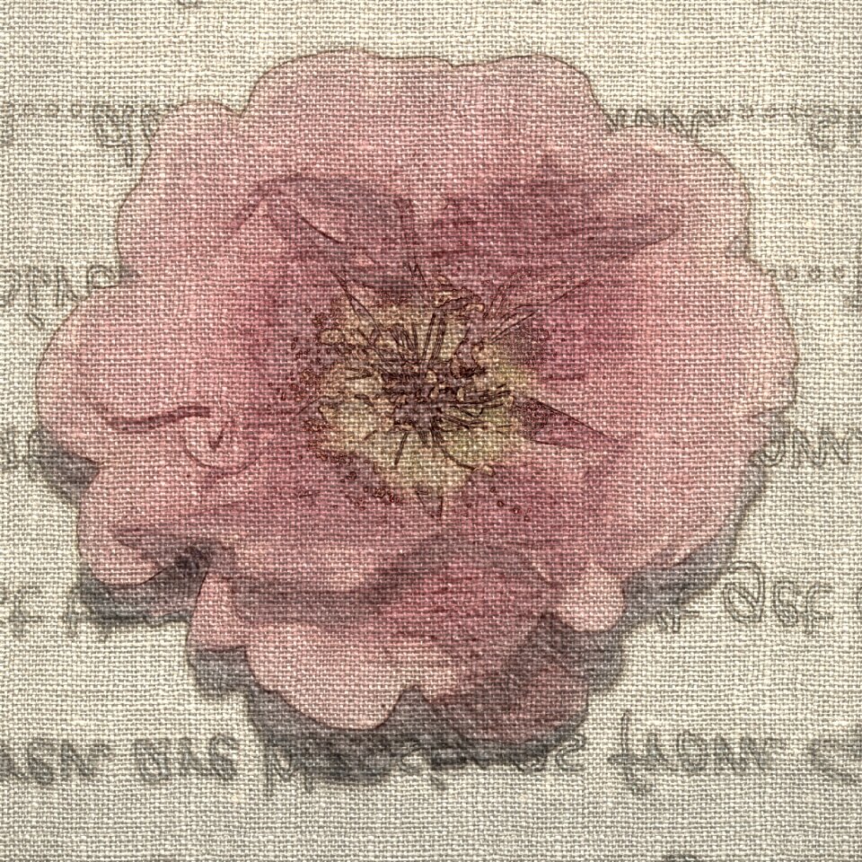 Moss rose words Free illustrations