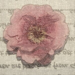Moss rose words Free illustrations