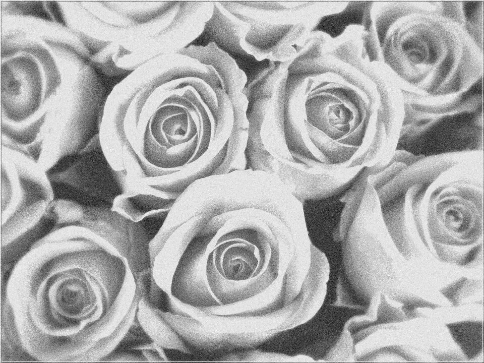 Light roses flowers