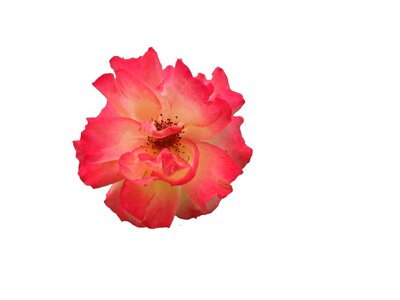 Isolated bloom plant