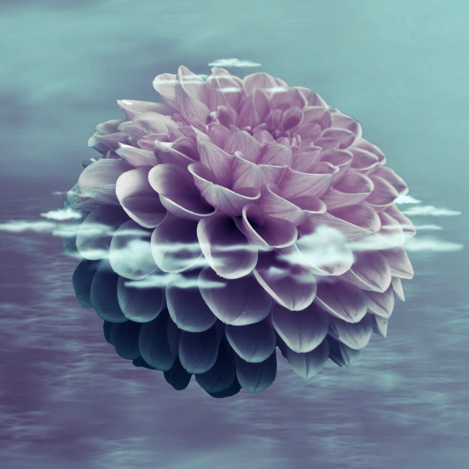 Nature plant background