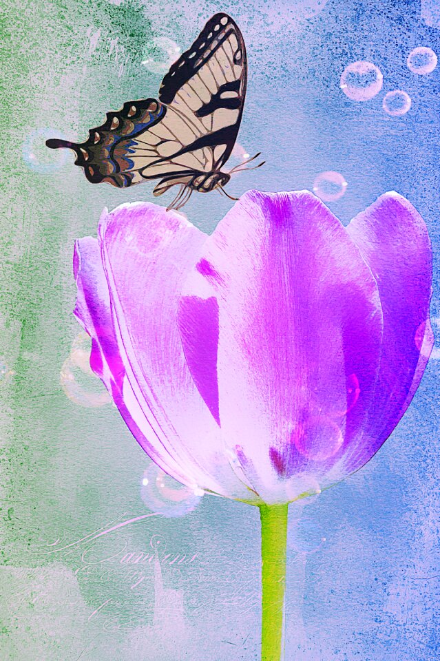Bloom butterfly close up
