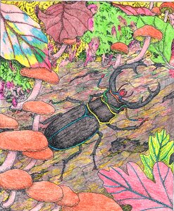 Insect entomology Free illustrations