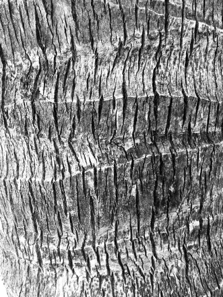 Trunk black white