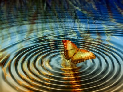 Water grain halme