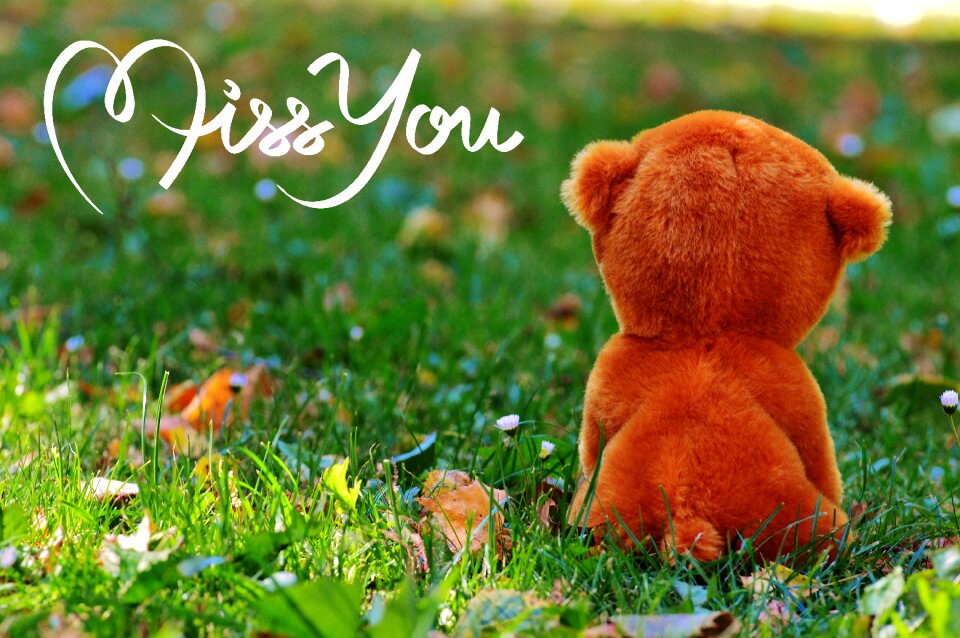 Teddy sweet cute