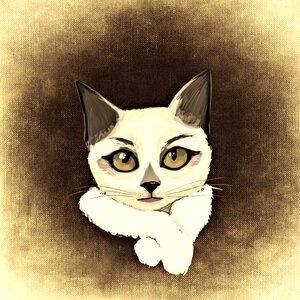 Mieze domestic cat Free illustrations