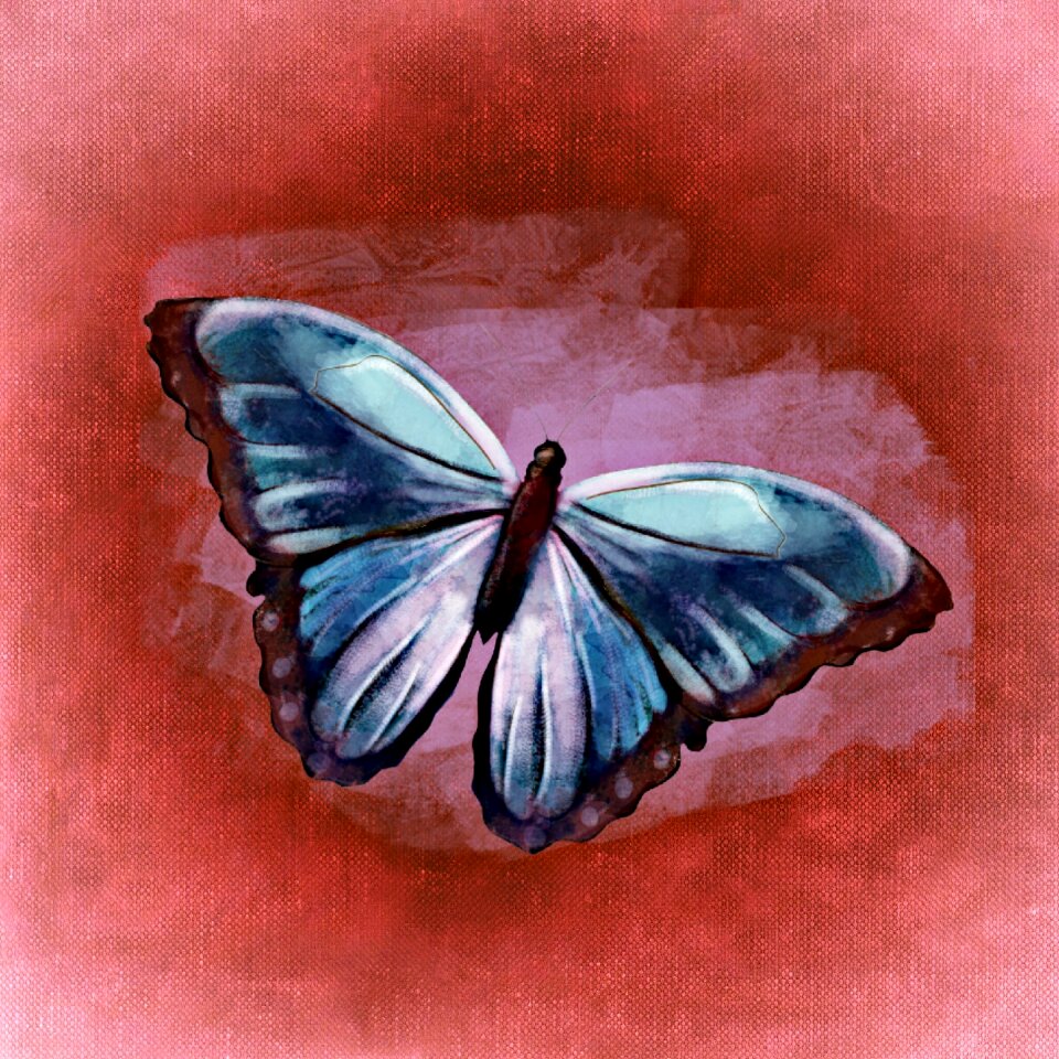 Flying wing Free illustrations