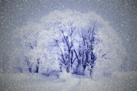 Snow trees Free illustrations