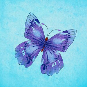 Blue pretty nature