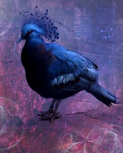 Plumage blue beautiful