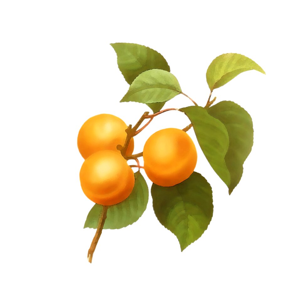 Fruit branch leaves
